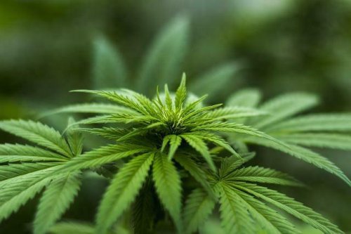 Unerlaubter Cannabisanbau in Rheingönheim
