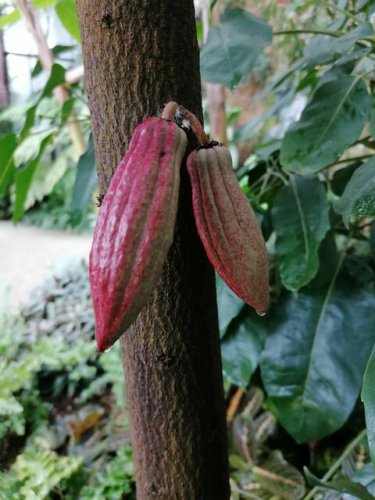 Der Kakaobaum beginnt in Karlsruhe bald zu blühen