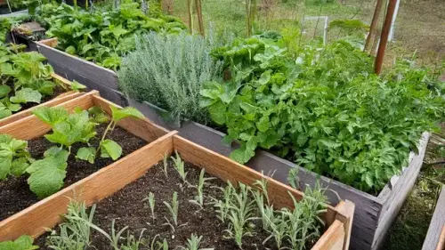 Hoch die Beete: Urban Gardening für den Dorschberg