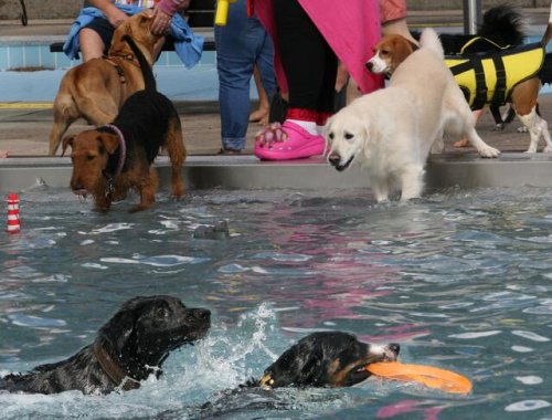 Erstes Hundeschwimmen im Lautrer Freibad kam direkt gut an