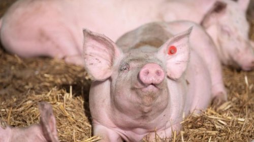 Niedrigster Schweinebestand seit deutscher Wiedervereinigung