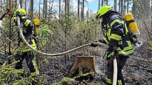 Waldbrände werden fast immer durch Menschen verursacht