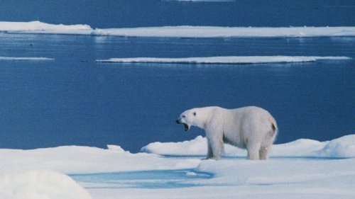 Eisbär verletzt Touristin auf Spitzbergen und wird getötet