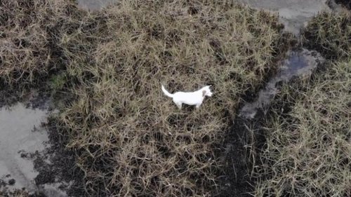 Hund mit Würstchen an Drohne aus dem Watt gerettet