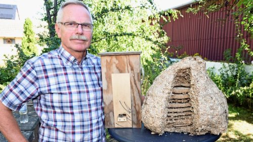 Warum es in Wolfsburg diesen Sommer besonders viele Wespen gibt