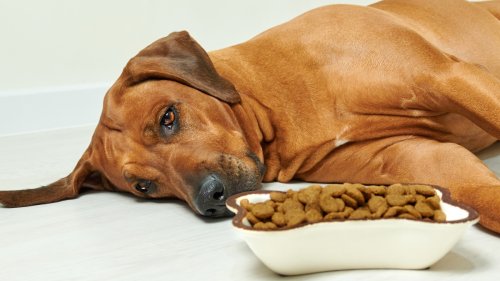 4-foods-that-will-help-settle-your-dog-s-upset-stomach-flipboard