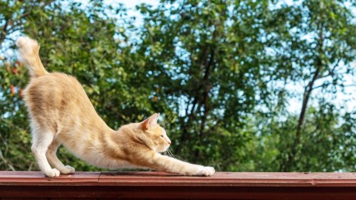 Why Your Cat Lifts Her Butt in the Air — Feline Experts Reveal What She’s Trying to Tell You