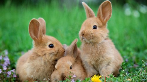 Bunny Facts: 10 Fascinating Things You May Not Have Known About the Cute Critters