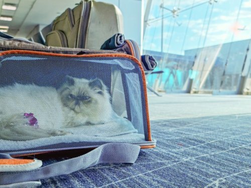 Flying With Your Pet? Here’s How to Do It Safely