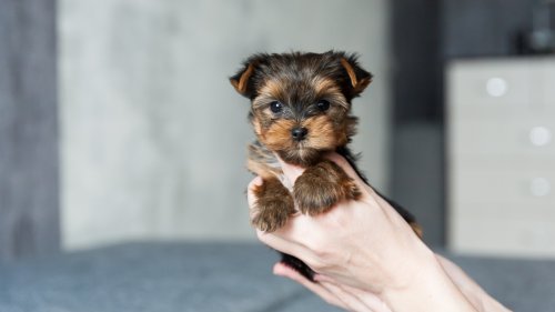 Petite Pooch-lovers: These Are the 6 Cutest Toy Dog Breeds We’ve Ever Seen