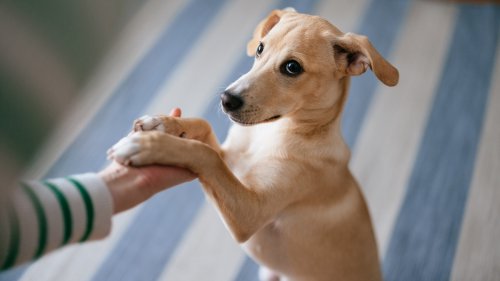 Why Do Dogs Put Their Paw on You? Experts Explain What Your Pup Is Trying to Tell You