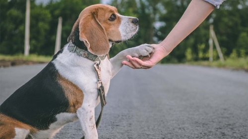 How Do I Take Care of My Dog’s Paws? (3 Vet-Approved Tips for Protecting Your Pup)