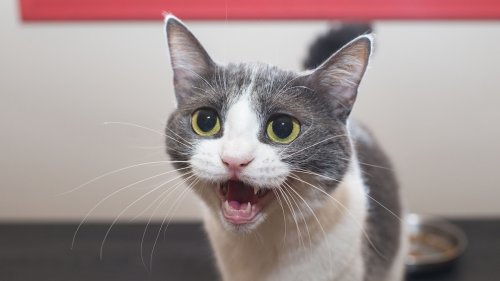What Does “Meow” Actually Mean? A Cat Language Expert Has the Answer