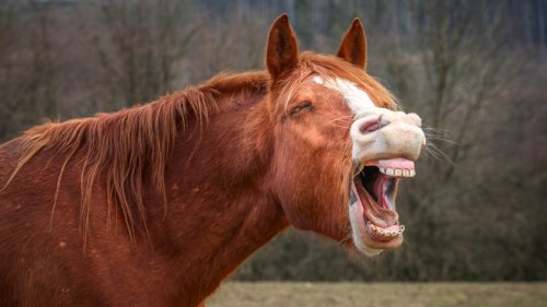 Here’s the Story Behind the World’s Oldest and Weirdest Sayings — Straight From the Horse’s Mouth