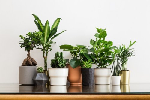These Low-Maintenance Indoor Houseplants are Easy to Care For — Here’s How