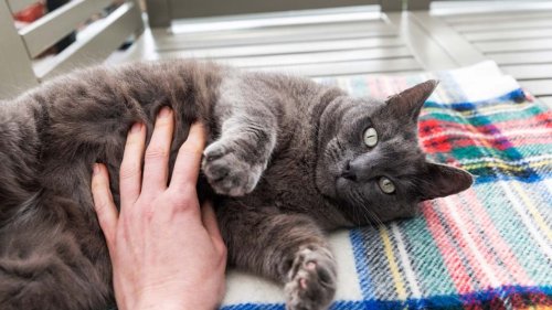 Do Cats Actually Like Belly Rubs? A Vet Weighs In