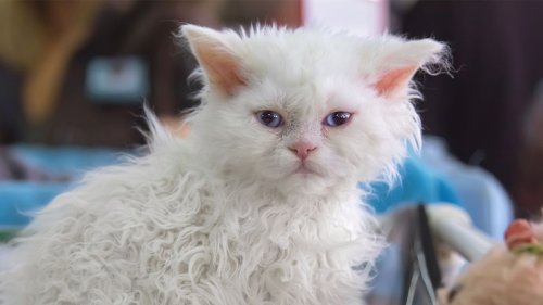 5 Curly Hair Cats That Have Personalities as Unique as Their Coats