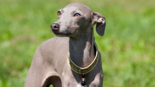 13 Best Hairless and Short-Haired Dog Breeds for Owners With Allergies