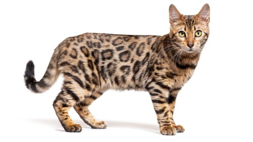 Bengal Cat Personality: Vet Explains What Makes This Gorgeous Breed So Unique