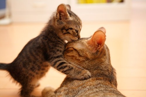6 Ways Your Cat Shows Affection — And 3 Things You Can Do to Say ‘I Love You’ Back