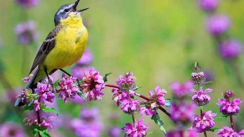 The Easiest Way to Dramatically Boost Your Mood? Bird Song! The Science that Proves It