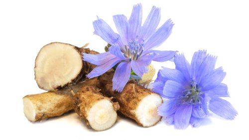 Chicory Root Could Kick-Start Weight Loss, Studies Show