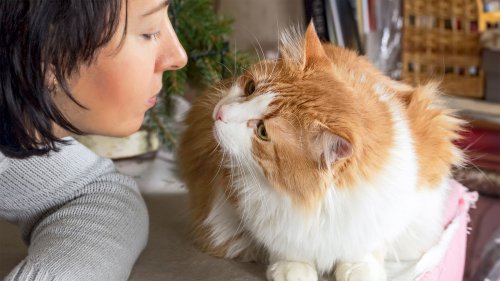 The Secret Life of Cats: A Feline Behavioralist Reveals How To Make Your Cat Love You