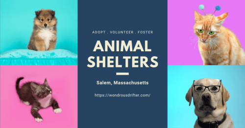 Animal Shelters in Salem, Massachusetts
