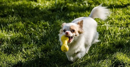 Les petites races de chien seraient apparues avant la domestication du chien par l'Homme