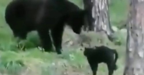 Un chat intrépide n’a pas peur d’affronter un ours brun pour protéger ses propriétaires (vidéo)