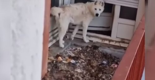 L'espoir renaît pour Oreo, Husky enfermé dans un balcon insalubre depuis 2 ans