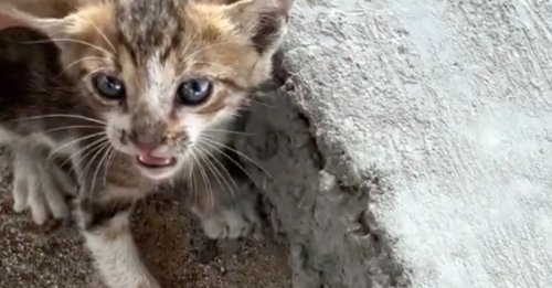 Intrigué par les miaulements d’un chaton en détresse, un homme suspend le cours de sa journée pour lui porter assistance (vidéo)