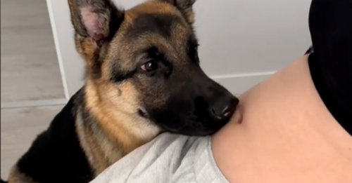 Une chienne veille tendrement sur sa maîtresse enceinte et attend l'arrivée du bébé avec impatience (vidéo)