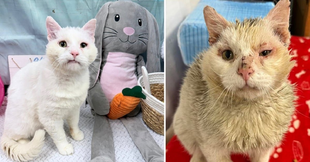Ce chat avec des problèmes dentaires, vivait dans la rue, blessé et sale, jusqu’à ce qu’un sourire lors d’une séance photo change tout
