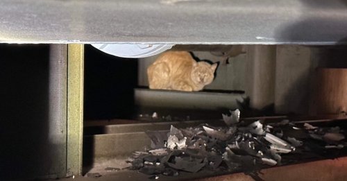 Un chat maigre et malade se cache dans une usine et refuse toute aide jusqu'à l'arrivée d'un bénévole