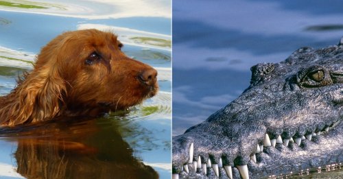 Un chien piégé dans une rivière suscite une réaction surprenante de la part de crocodiles