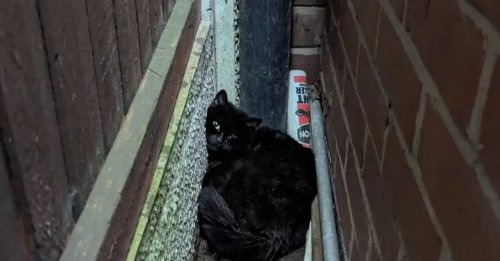 Coincés entre deux murs, une chatte et ses chatons n’avaient plus d’espoir jusqu’à l’arrivée d’un inconnu