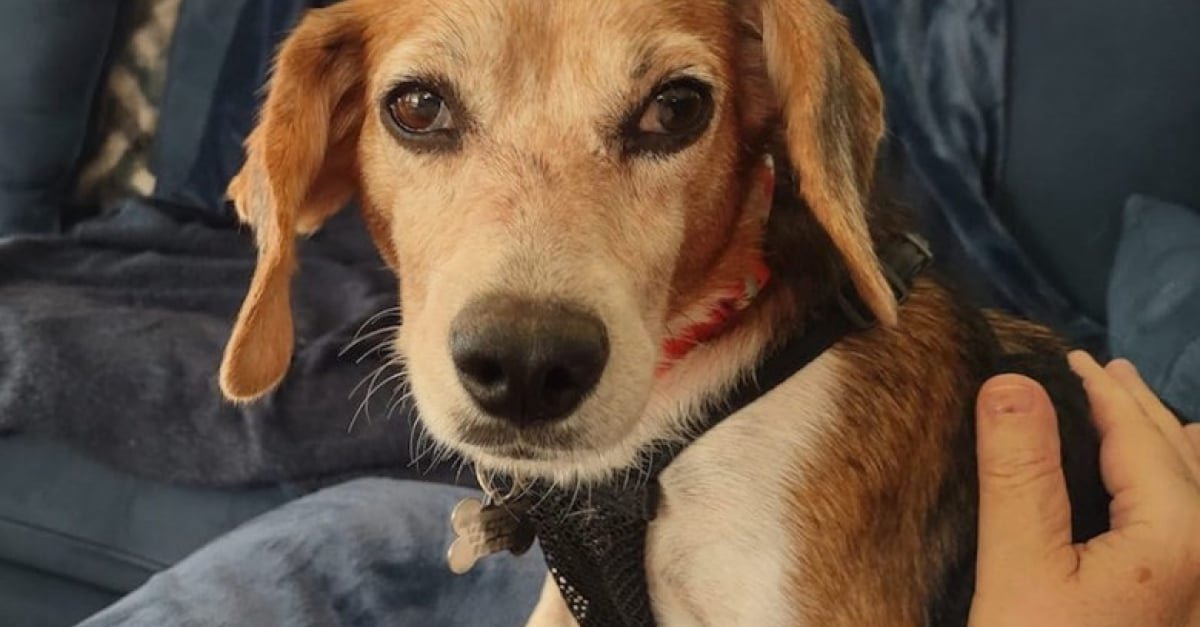 Trouvée avec ses chiots nouveau-nés tout près d’une route très fréquentée, cette adorable chienne peut enfin espérer la vie qu’elle a mérité