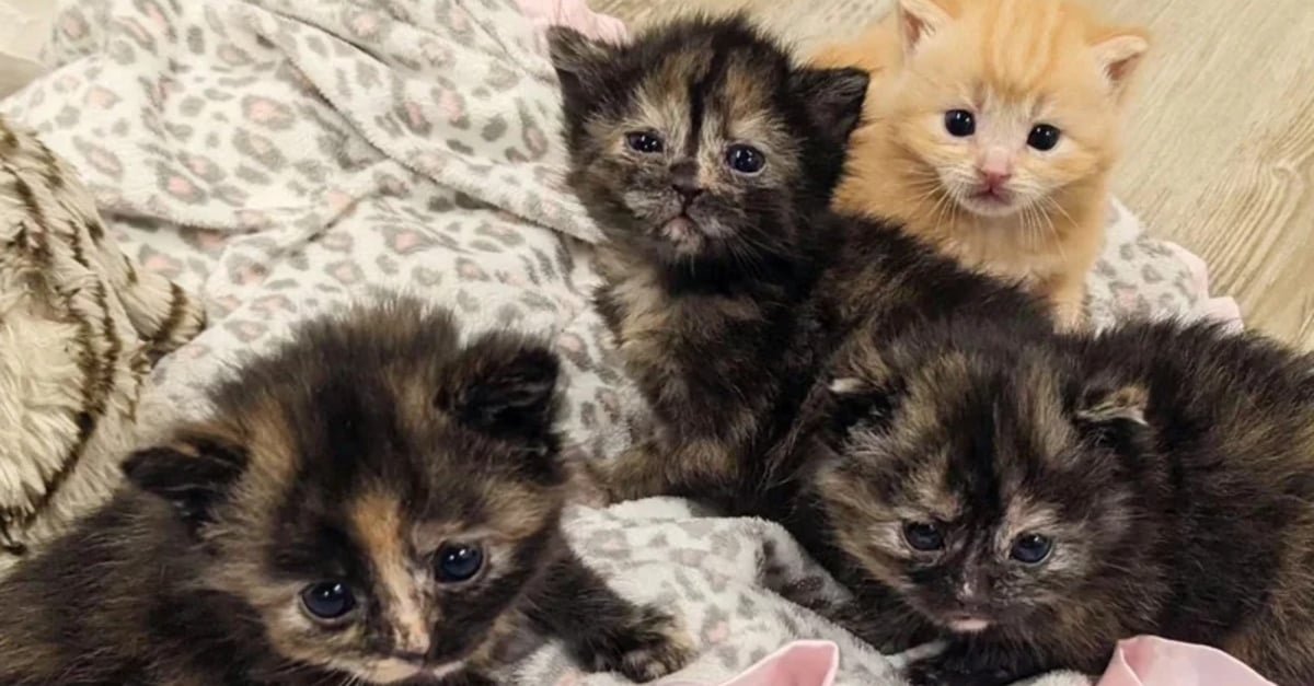4 chatons nés dans un garage et aussitôt abandonnés par leur mère surmontent ce mauvais départ grâce au renfort d'autres animaux attentionnés