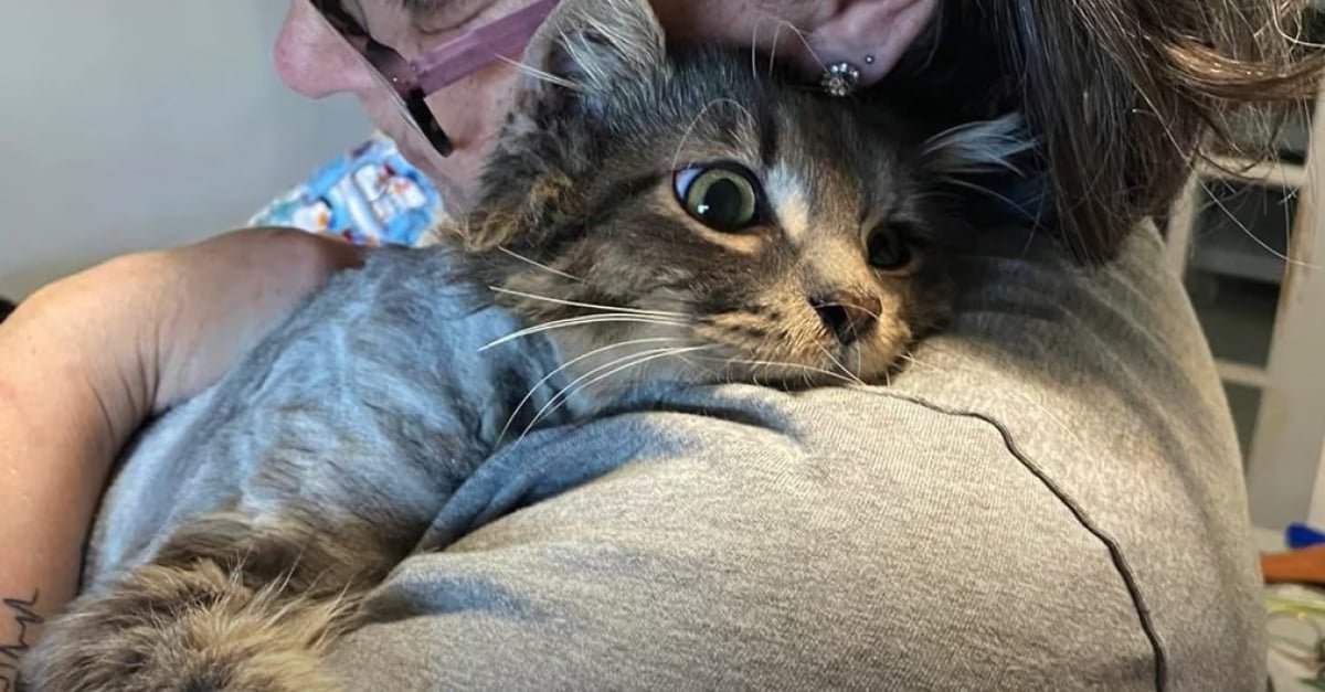 Un chat handicapé se bat pour guérir, porté par la bienveillance de ceux qui l'ont sauvé