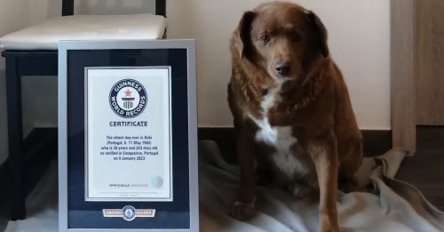 Nouveau record du monde de longévité pour un chien : Bobi vient de battre un record vieux de 84 ans !