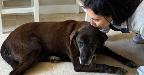 À 13 ans, cette chienne sénior n'ayant connu que la vie en refuge n'y fêtera pas son prochain anniversaire