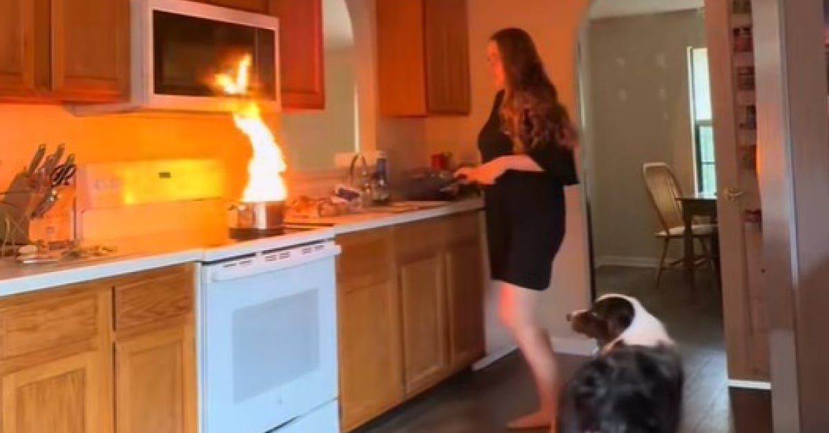 Ce chien d’assistance intelligent court chercher des choses utiles pour aider sa maîtresse à éteindre un feu (vidéo)