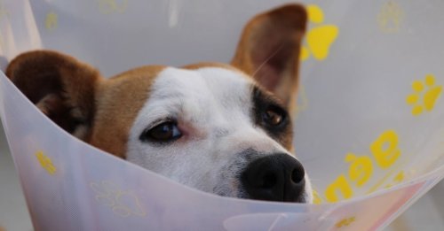 3115, le numéro de téléphone gratuit des urgences vétérinaires qui peut sauver la vie de votre animal de compagnie