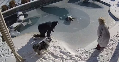 Le sauvetage réflexe d'un homme pour sauver son chien piégé sous la glace de sa piscine (vidéo)