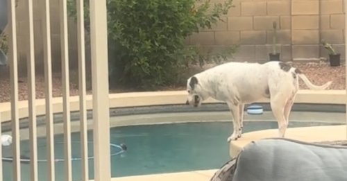 Un chien s'improvise sauveteur et se comporte en héros en voyant un oiseau pris au piège au milieu de la piscine (vidéo)