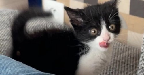 Vidéo : Les attaques hilarantes d’une chatte qui n’apprécie pas tellement qu’on la filme !