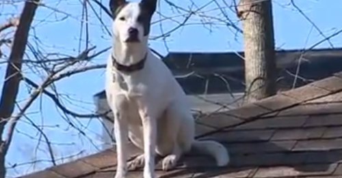 L'étrange passe-temps d'un chien rescapé qui ne résiste pas à l'appel des hauteurs alors qu'il "avait peur de tout"