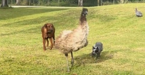 À chaque course poursuite, cet émeu et ses 2 amis canins offrent un spectacle délirant à leur maîtresse (vidéo)