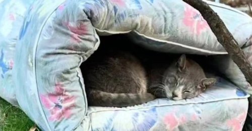 Un chat décide d'en finir avec l'errance après des années de survie dans les rues et convainc sa mère d'accueil de modifier ses plans